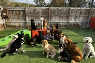 How Dog Daycare Can Improve Your Dog's Daily Routine