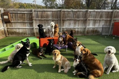 How Dog Daycare Can Improve Your Dog's Daily Routine