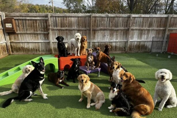 How Dog Daycare Can Improve Your Dog's Daily Routine