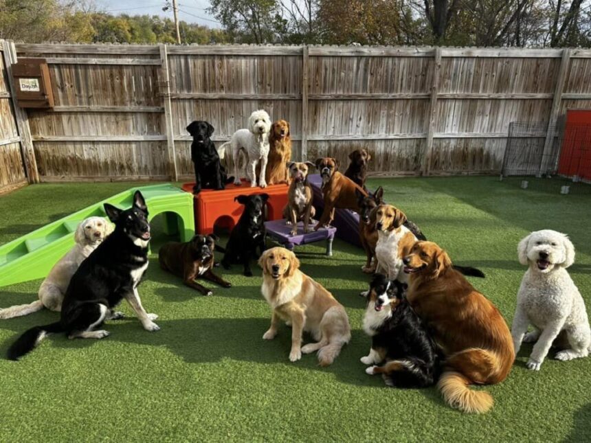 How Dog Daycare Can Improve Your Dog's Daily Routine